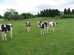 Orton Cows